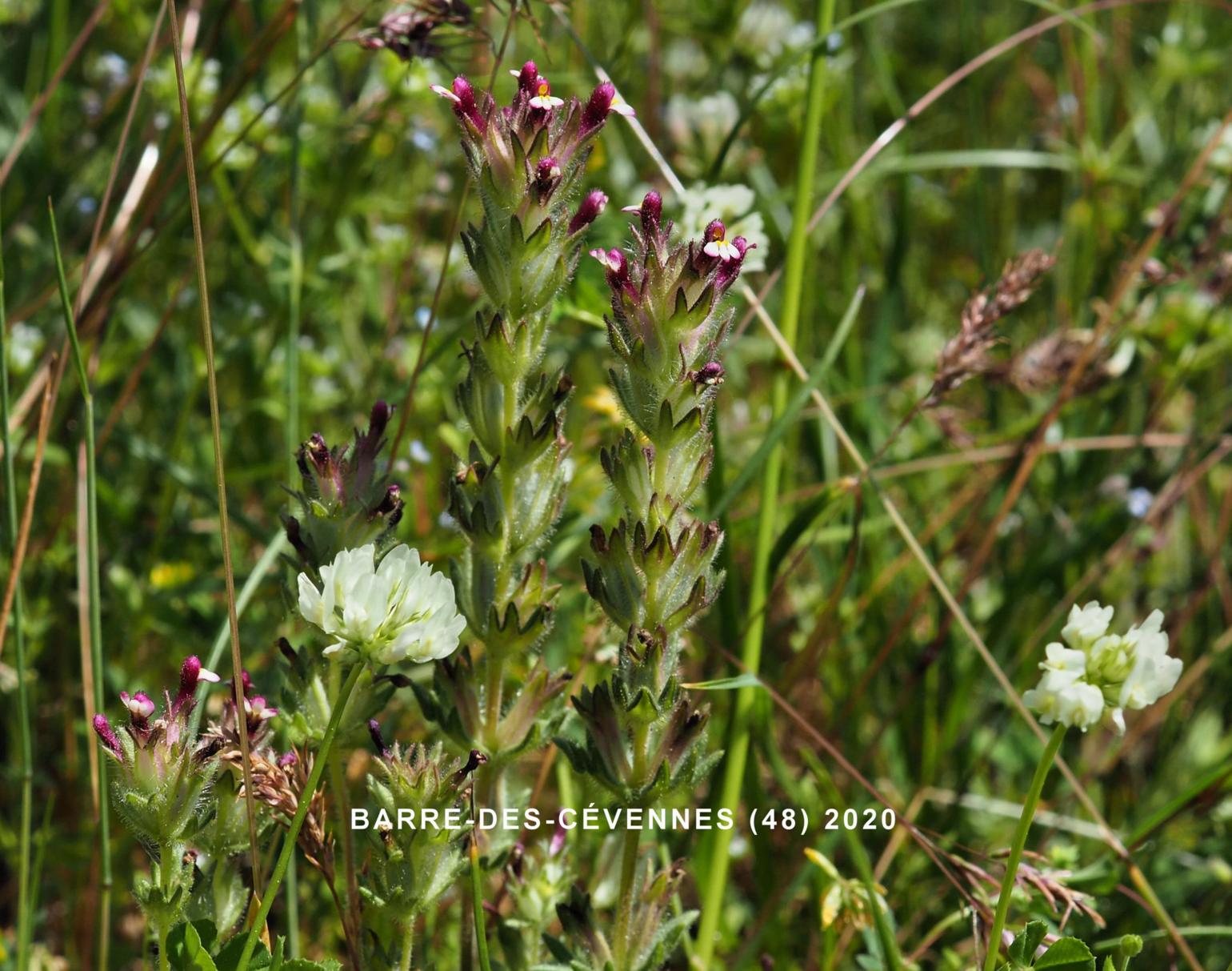 Eyebright, Wide-leaved